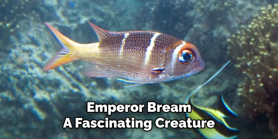 Emperor Bream A Fascinating Creature