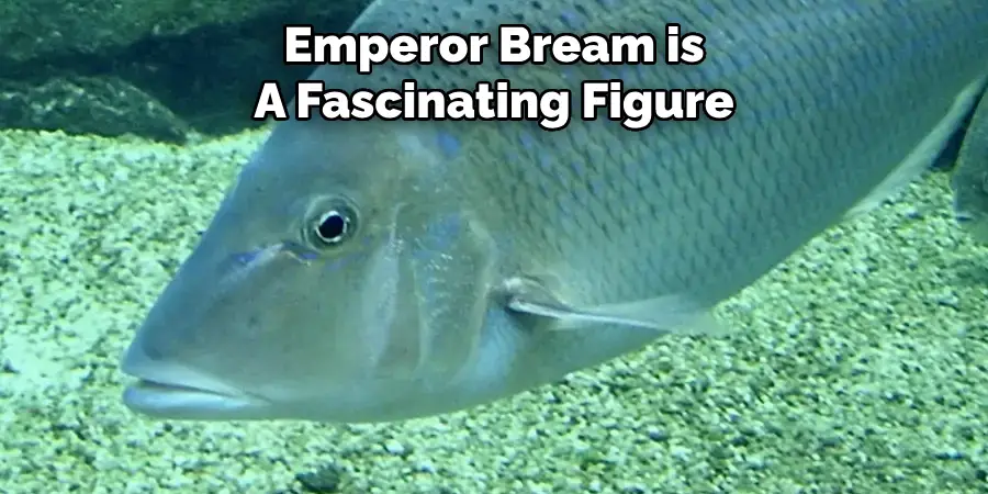 Emperor Bream is A Fascinating Figure