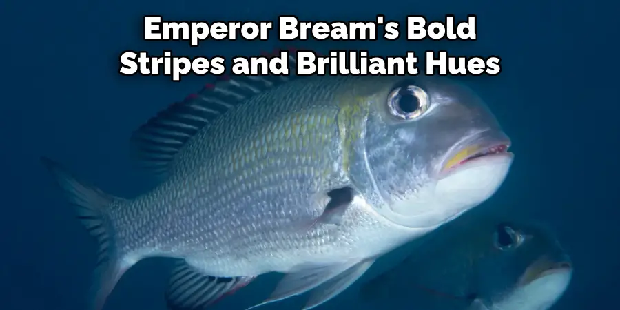 Emperor Bream's Bold Stripes and Brilliant Hues