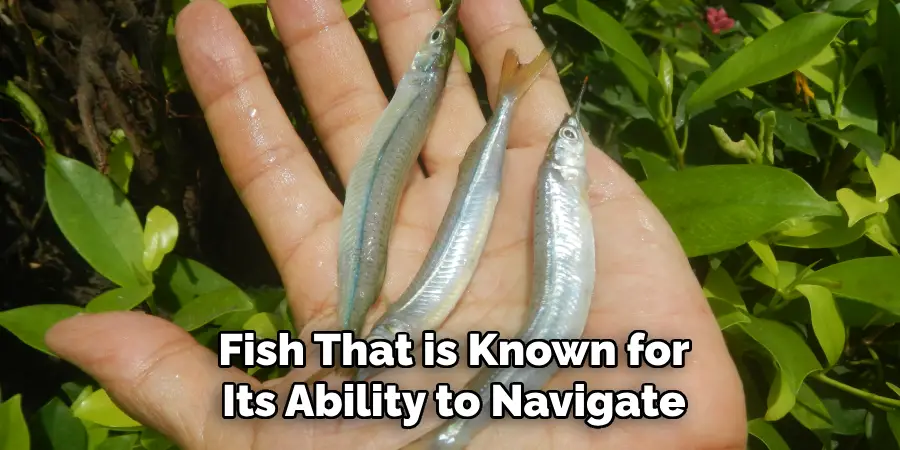 Fish That is Known for Its Ability to Navigate