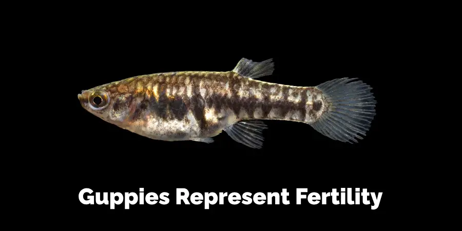 Guppies Represent Fertility