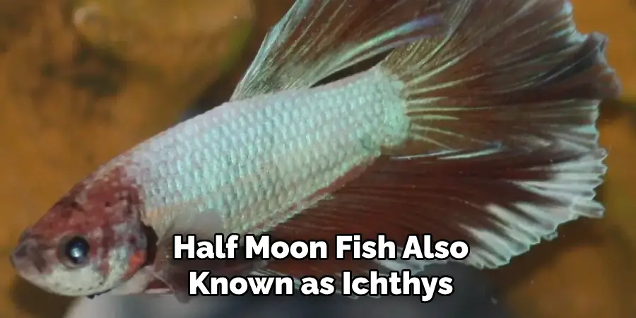 Half Moon Fish Also Known as Ichthys