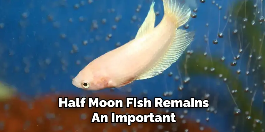 Half Moon Fish Remains An Important