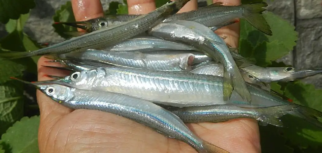 Halfbeak Spiritual Meaning