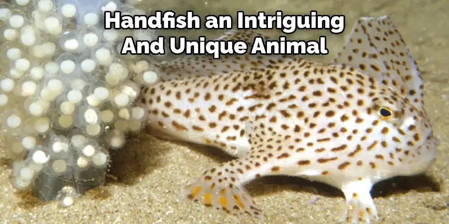 Handfish an Intriguing And Unique Animal