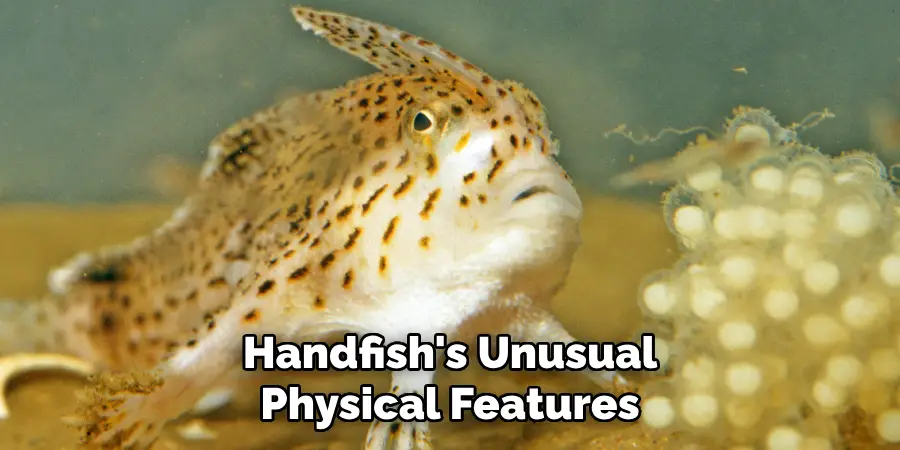 Handfish's Unusual Physical Features