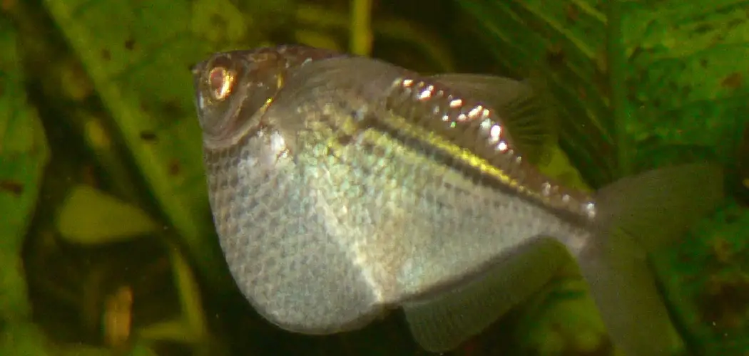 Hatchetfish Spiritual Meaning