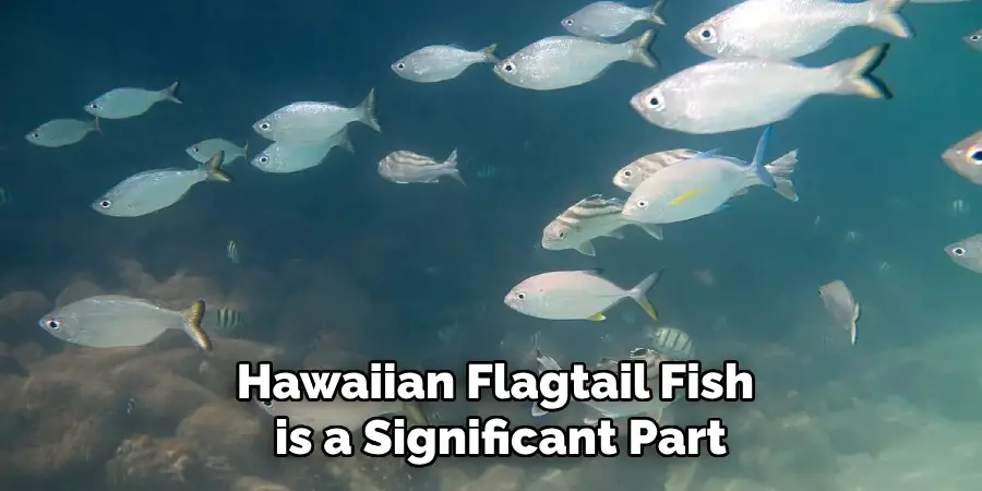 Hawaiian Flagtail Fish is a Significant Part