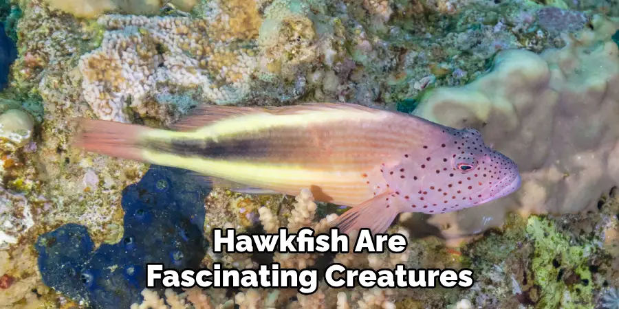 Hawkfish Are Fascinating Creatures