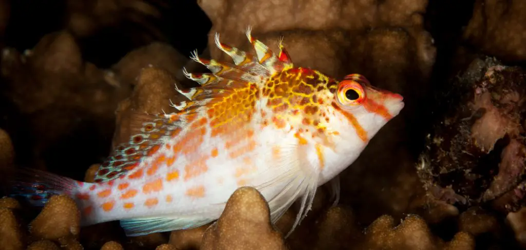 Hawkfish Spiritual Meaning