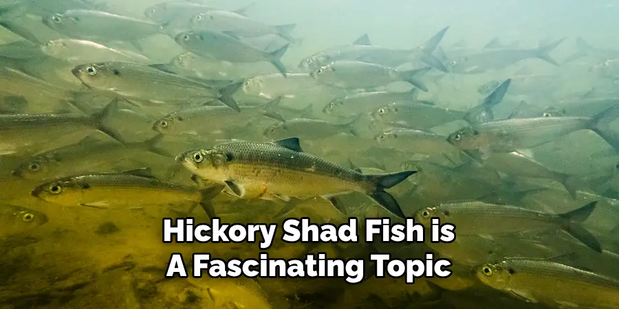 Hickory Shad Fish is A Fascinating Topic