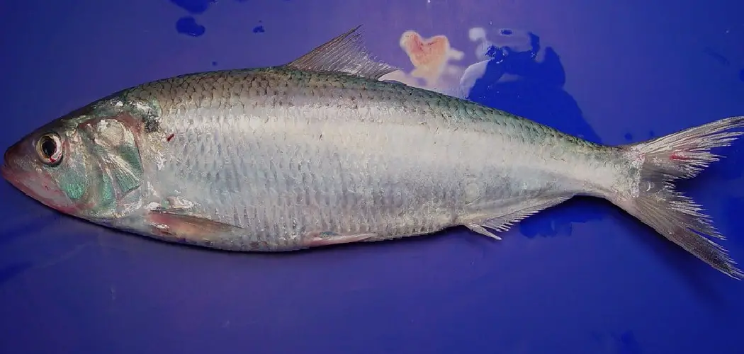 Hickory Shad Spiritual Meaning