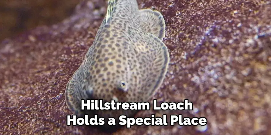 Hillstream Loach Holds a Special Place