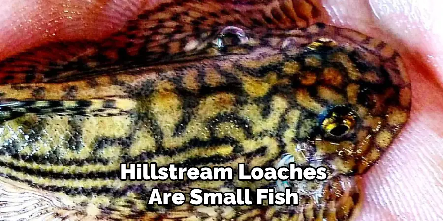 Hillstream Loaches Are Small Fish