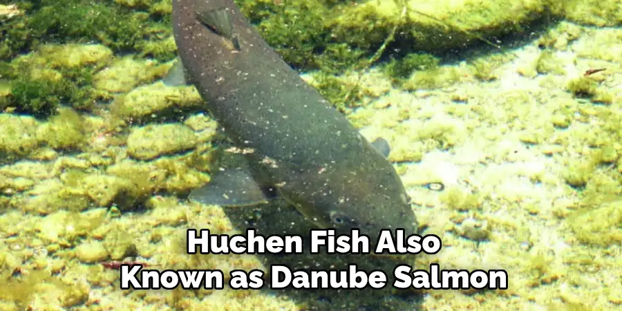 Huchen Fish Also Known as Danube Salmon