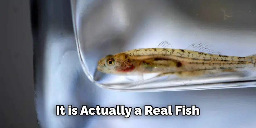 It is Actually a Real Fish