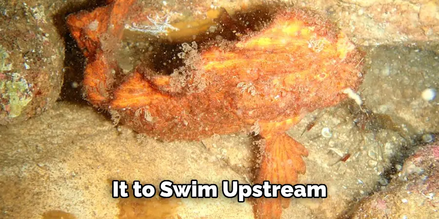 It to Swim Upstream