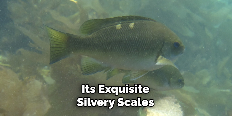 Its Exquisite Silvery Scales