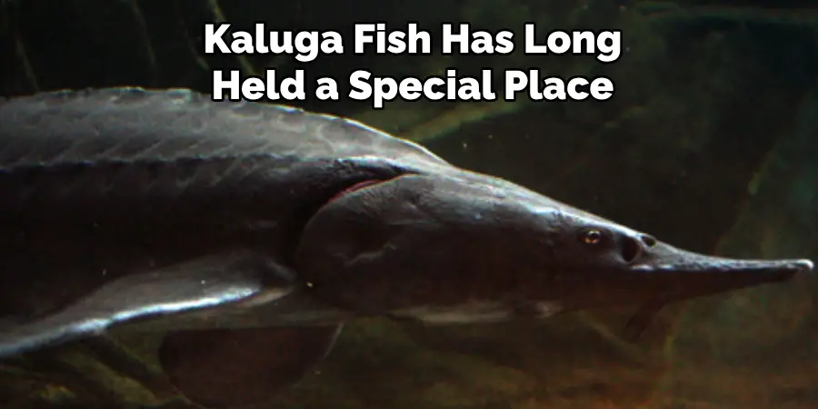 Kaluga Fish Has Long Held a Special Place