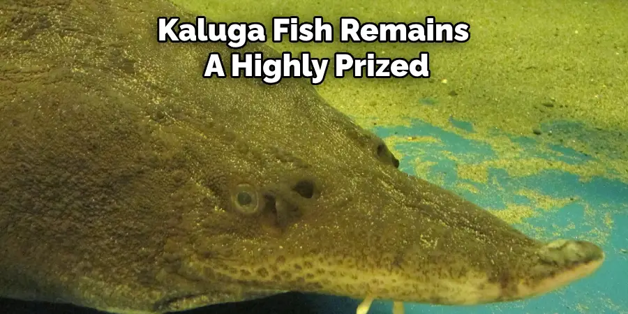 Kaluga Fish Remains A Highly Prized