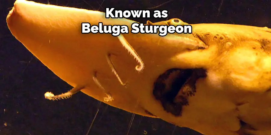 Known as Beluga Sturgeon