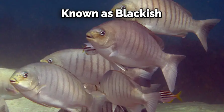 Known as Blackish