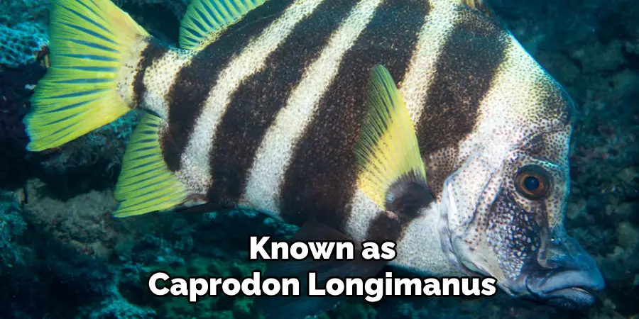 Known as Caprodon Longimanus