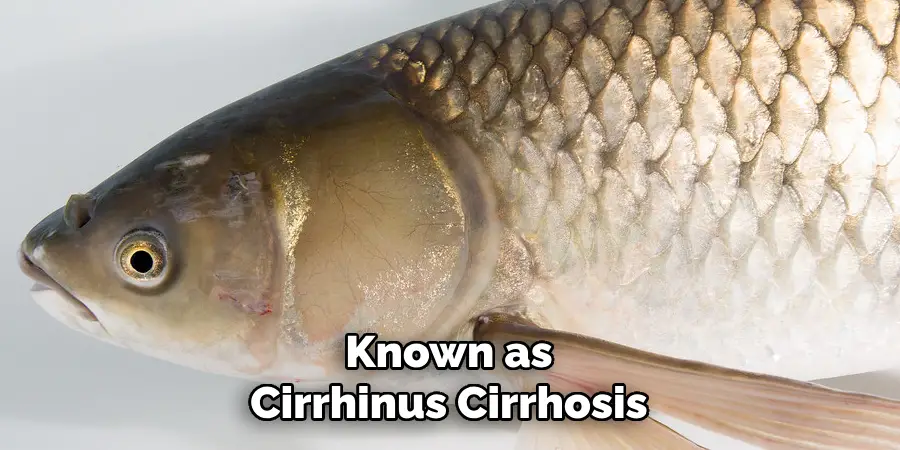 Known as Cirrhinus Cirrhosis