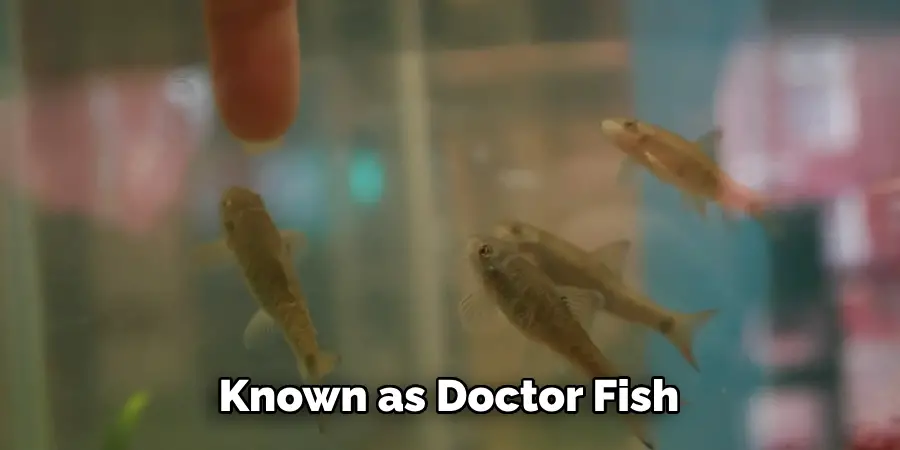 Known as Doctor Fish