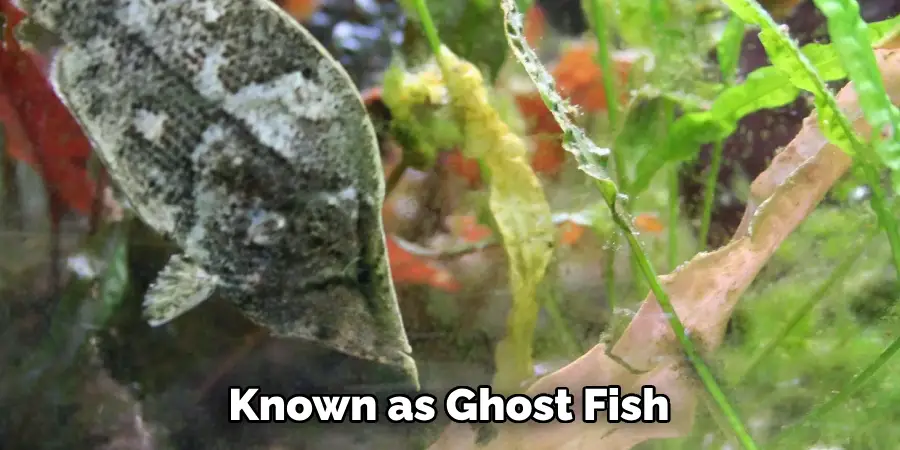 Known as Ghost Fish