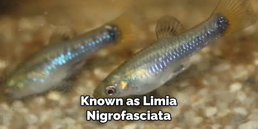 Known as Limia Nigrofasciata