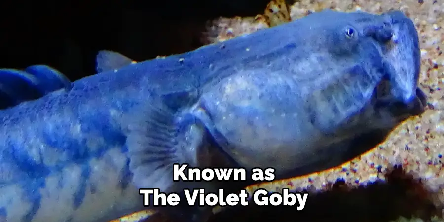 Known as The Violet Goby