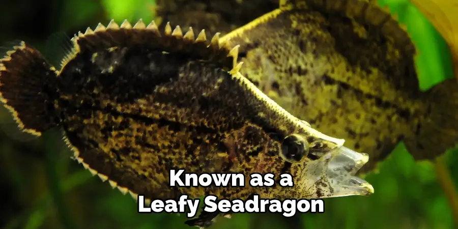 Known as a Leafy Seadragon