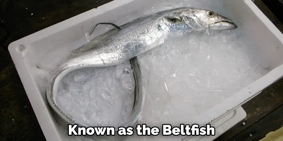 Known as the Beltfish