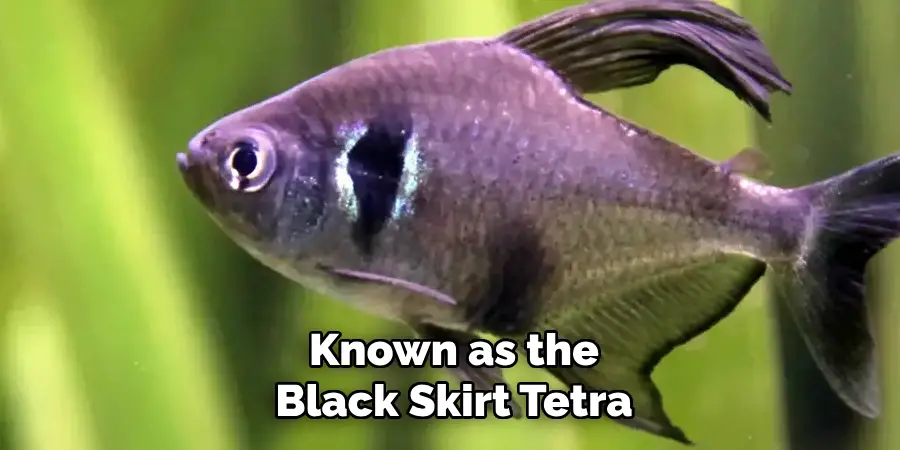 Known as the Black Skirt Tetra