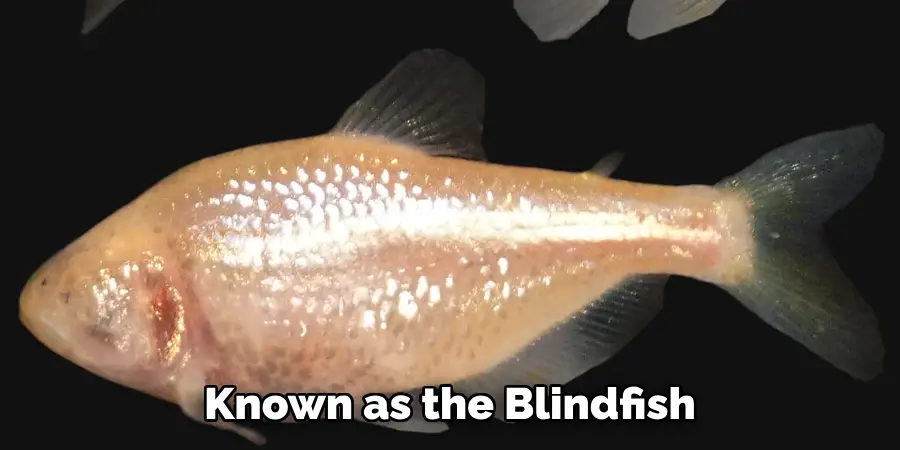 Known as the Blindfish