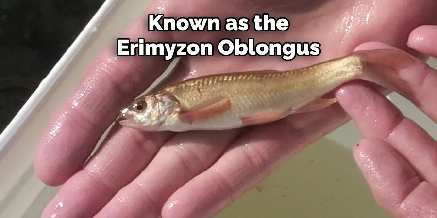 Known as the Erimyzon Oblongus