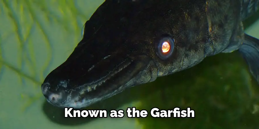 Known as the Garfish