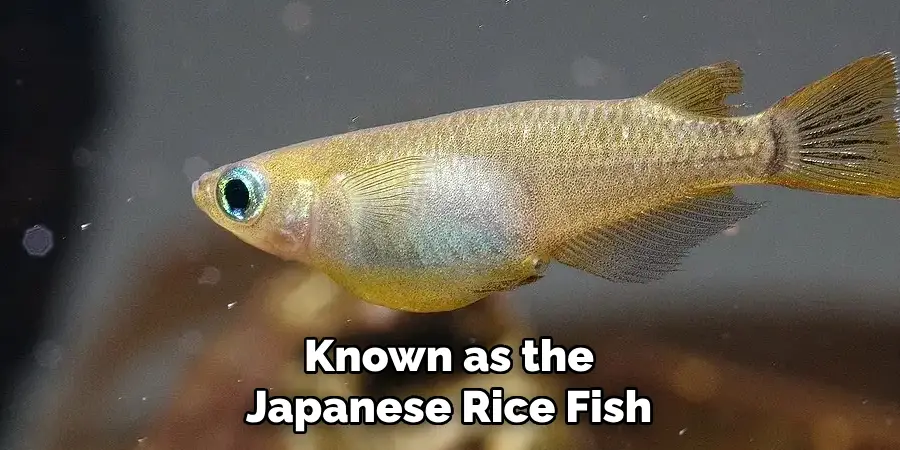 Known as the Japanese Rice Fish