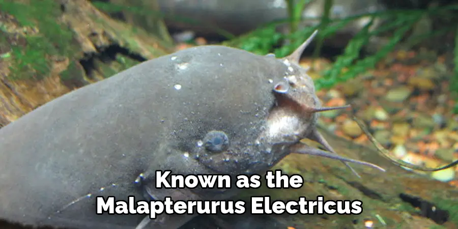 Known as the Malapterurus Electricus