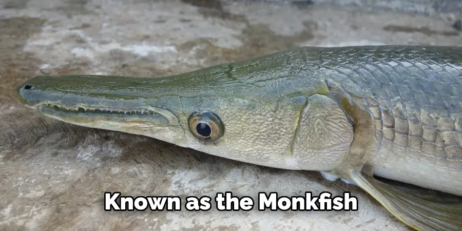 Known as the Monkfish