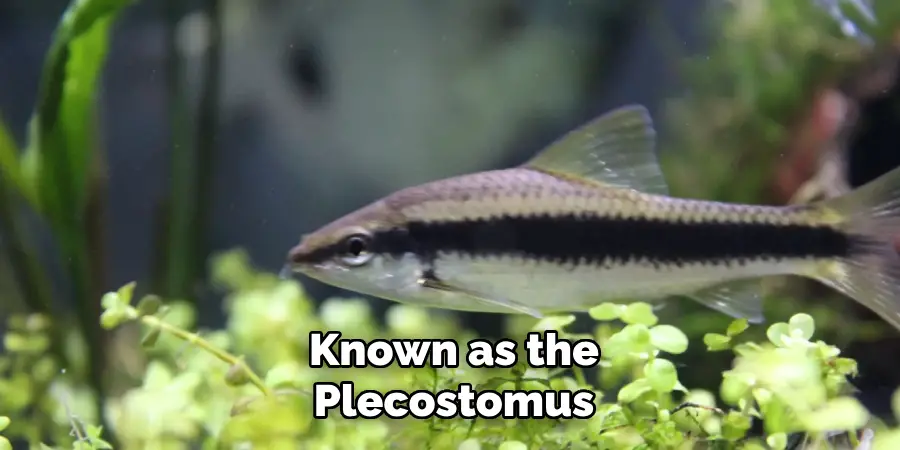 Known as the Plecostomus