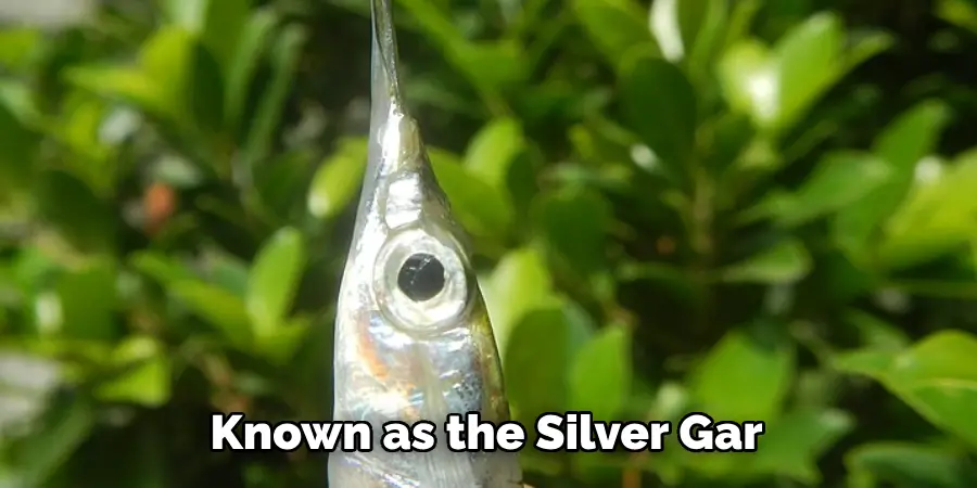 Known as the Silver Gar