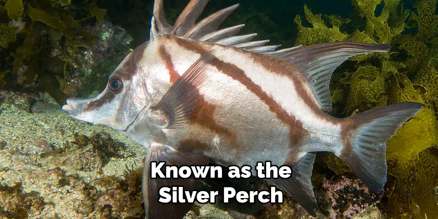 Known as the Silver Perch