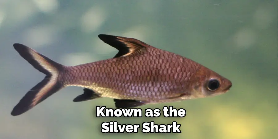 Known as the Silver Shark