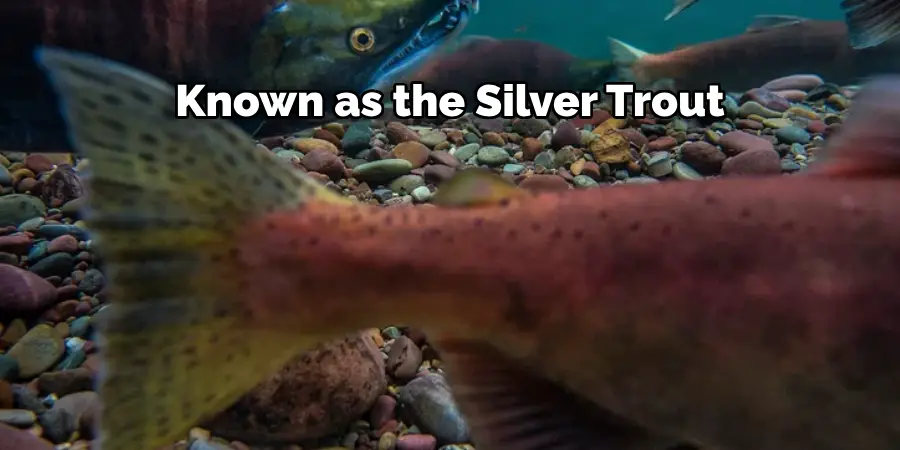 Known as the Silver Trout