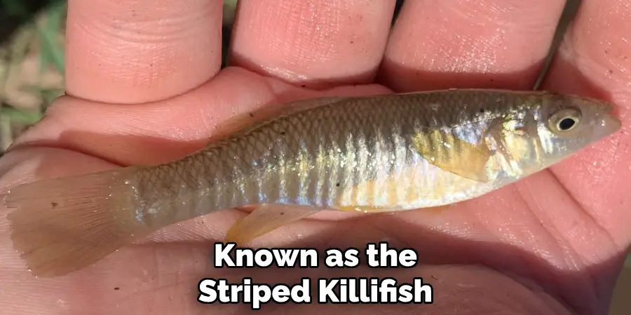 Known as the Striped Killifish