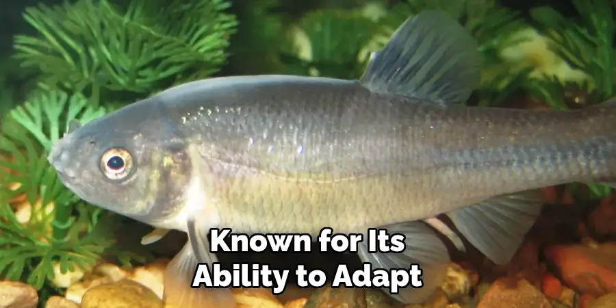 Known for Its Ability to Adapt