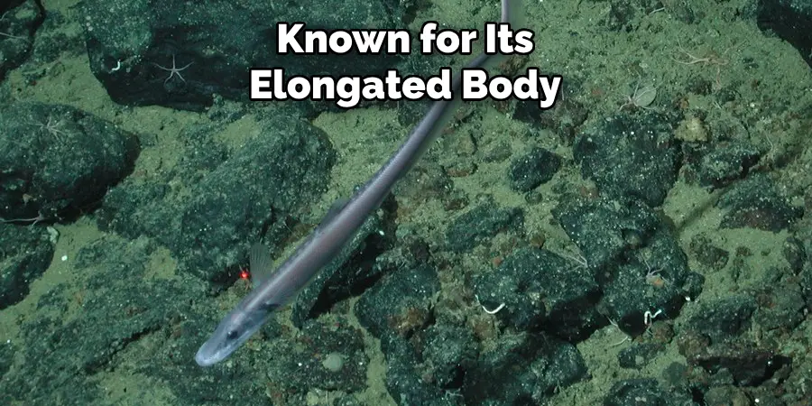 Known for Its Elongated Body