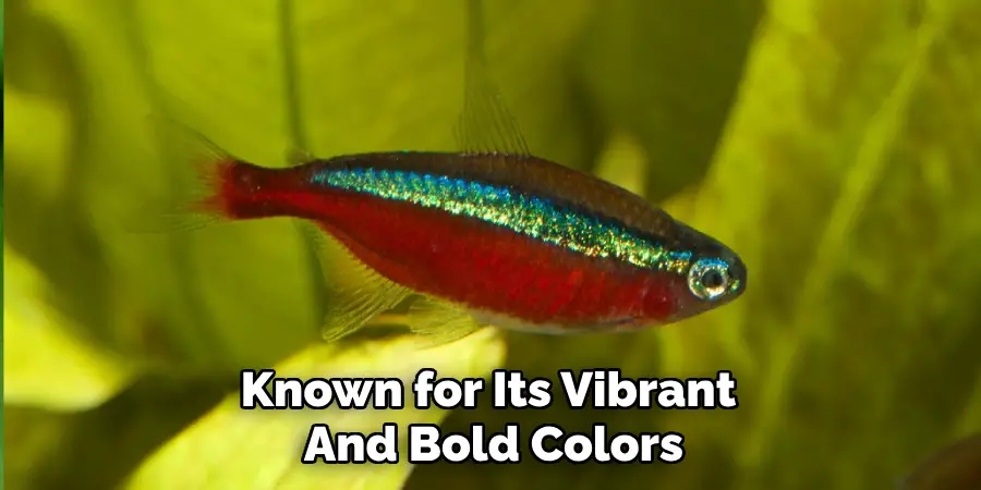 Known for Its Vibrant And Bold Colors